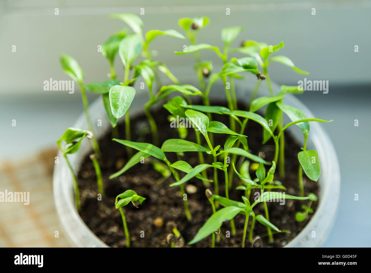 Frische Jungpflanzen Stockfoto