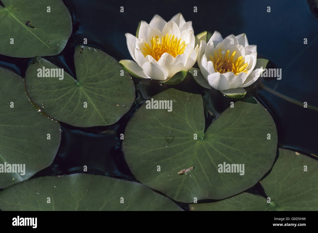 Zwerg-Seerose wächst in Wassertiefen von 30 bis 150cm Stockfoto