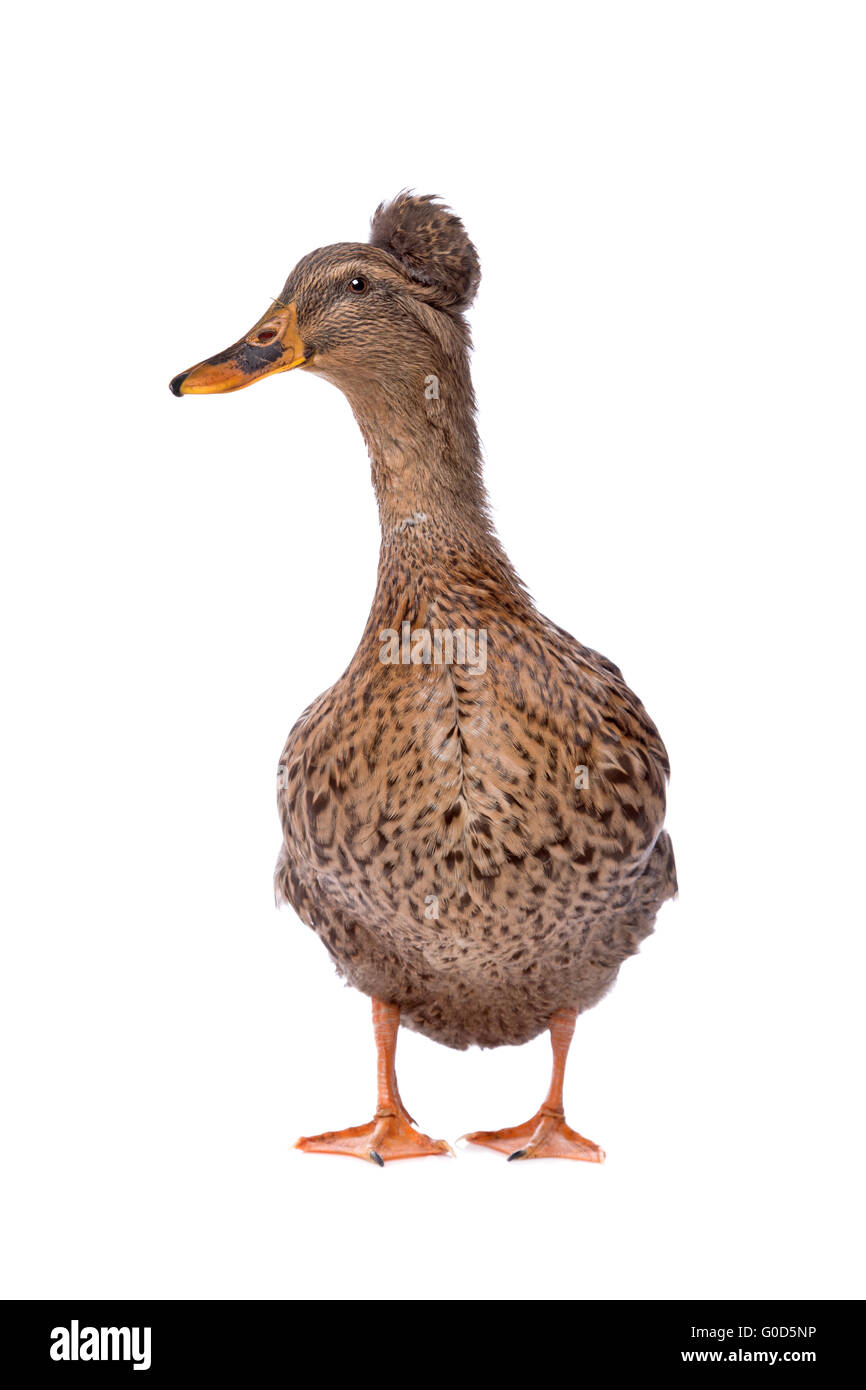 eine weibliche niederländischen Reiherenten Stockfoto