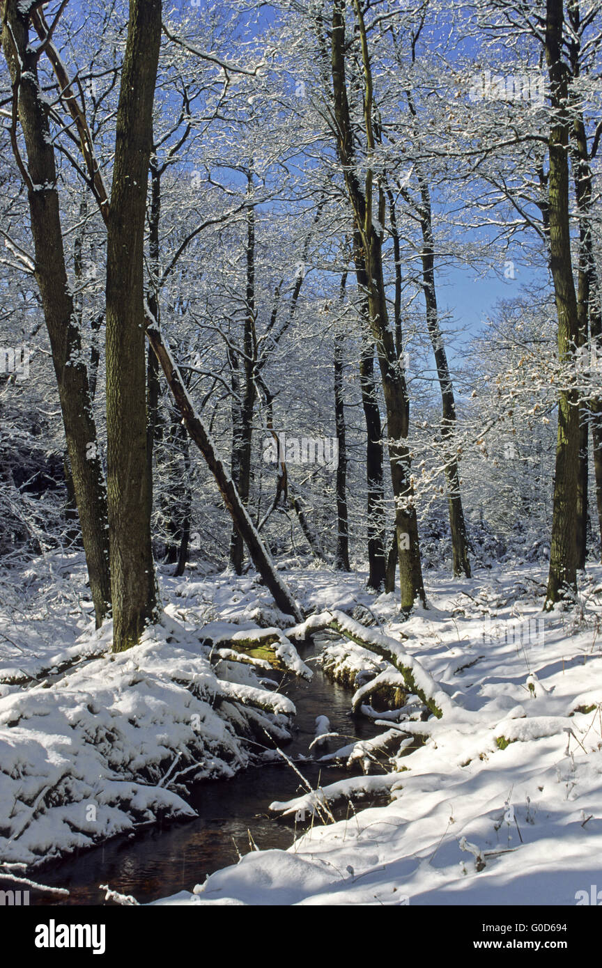 Forest Creek fließt durch einen Mischwald Stockfoto