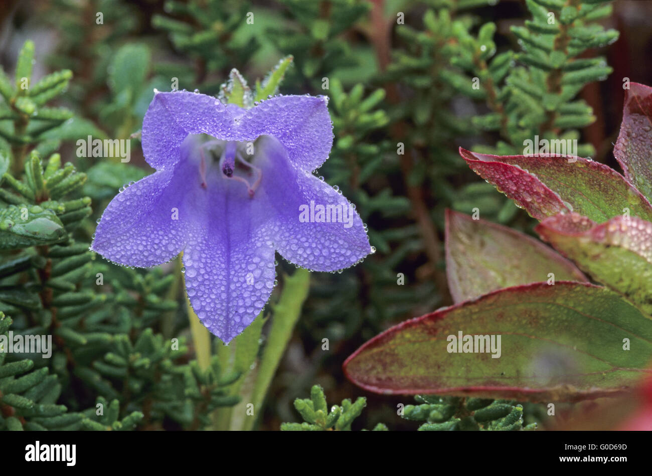 Berg-Glockenblume ist in Nordamerika heimisch Stockfoto Berg-Glockenblume ist in Nordamerika heimisch Stockfoto