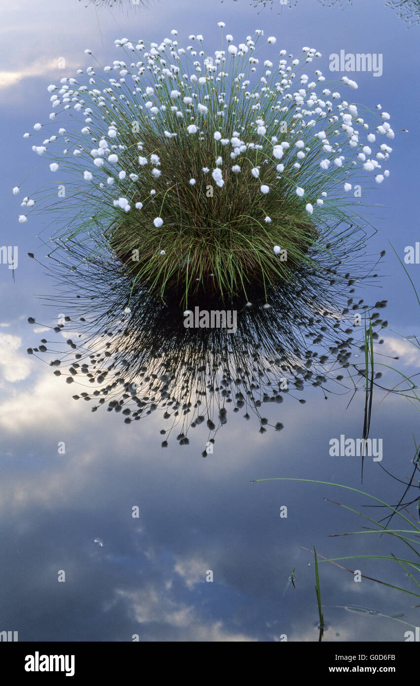 Grasbüschel Wollgras und Wolken reflektiert in einem See Stockfoto