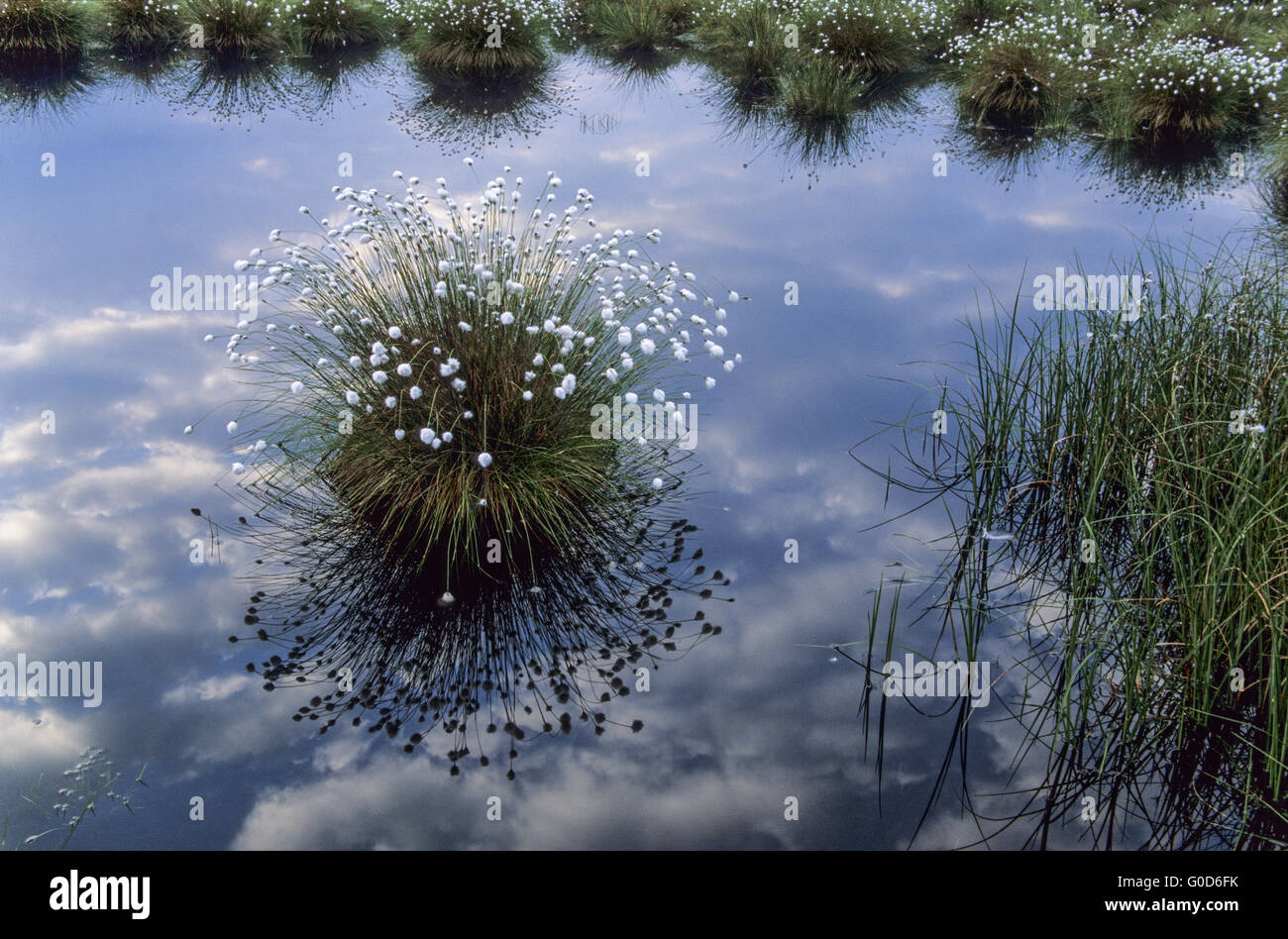 Grasbüschel Wollgras und Wolken reflektiert in einem See Stockfoto