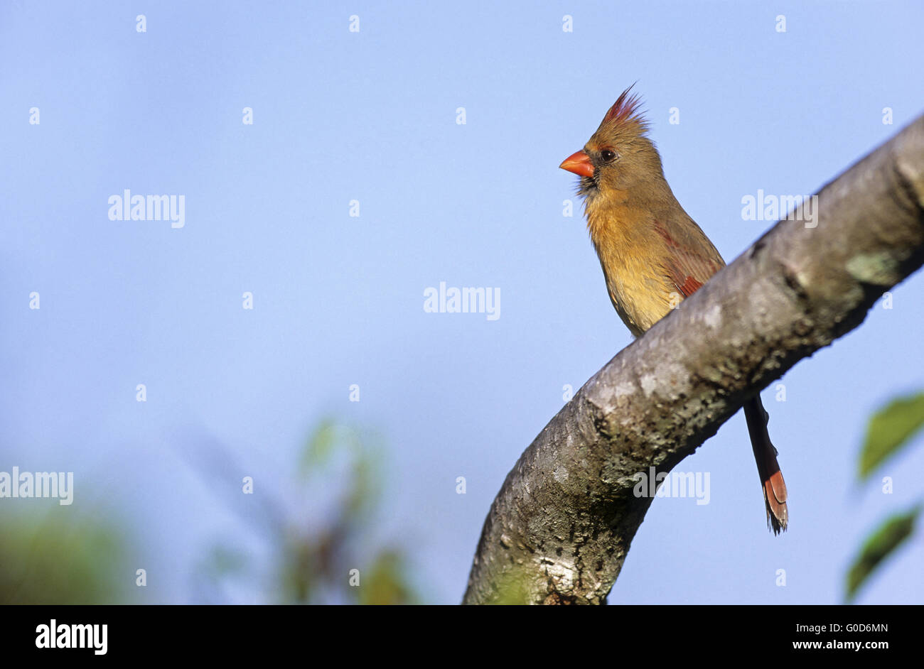 Nördlichen Kardinal Erwachsenfrau in den Everglades Stockfoto