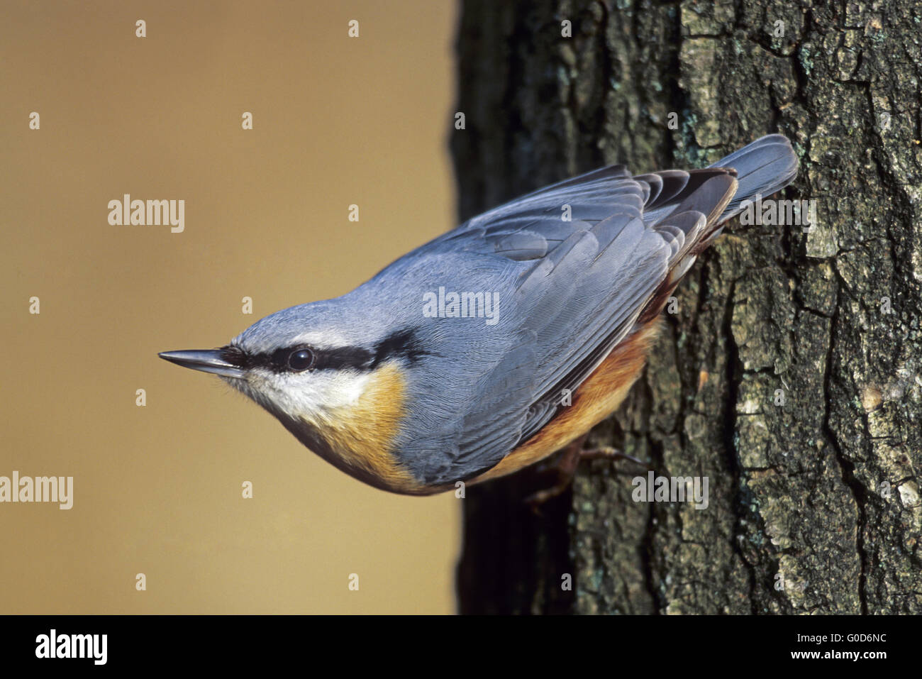 Eurasische Kleiber Erwachsenen Vogel sitzt auf einem Baum-stub Stockfoto