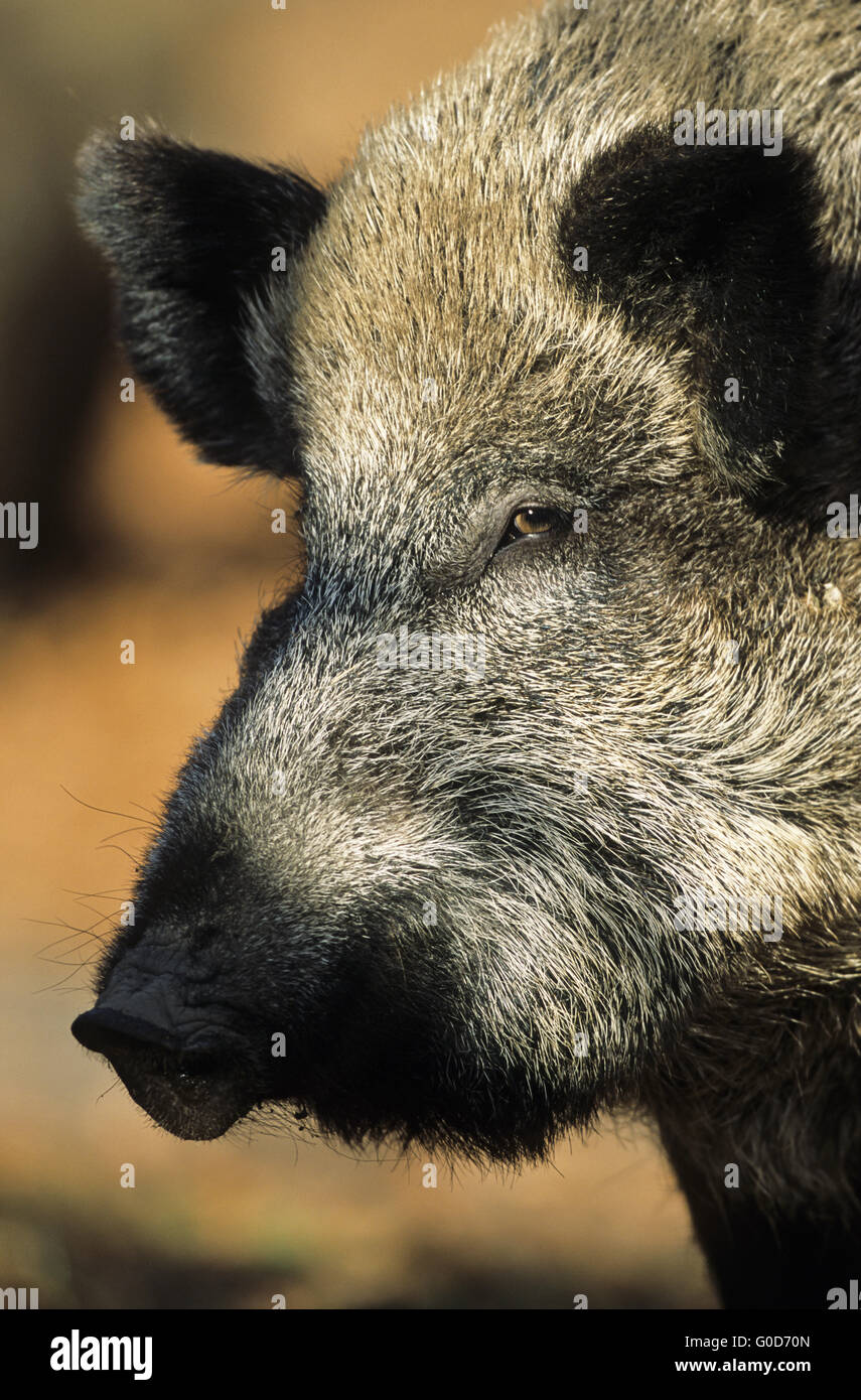 Wildschwein-Sau-Porträt Stockfoto