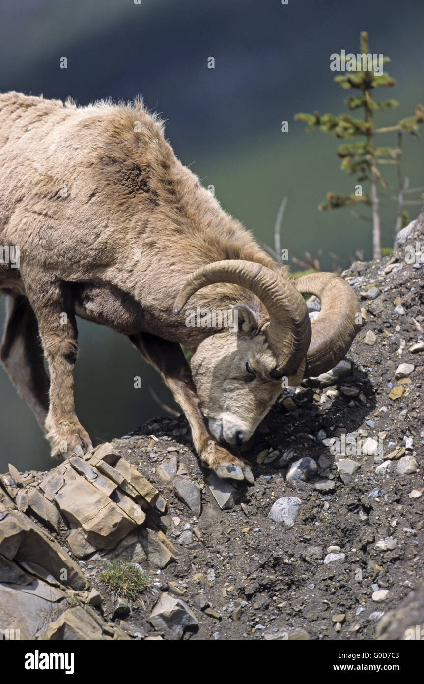 Bighorn Schafe Ram Pflege Stockfoto