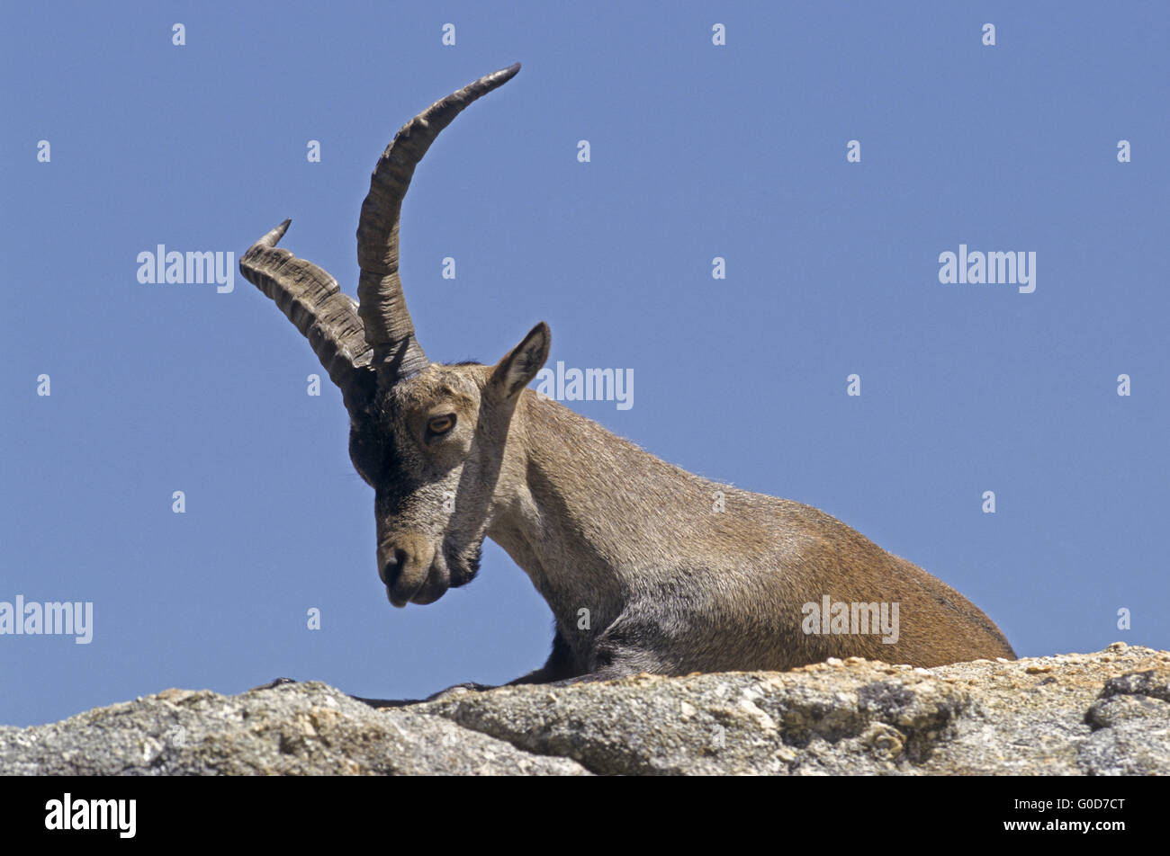 Iberischer Steinbock Bock ruht auf einem Abri Stockfoto