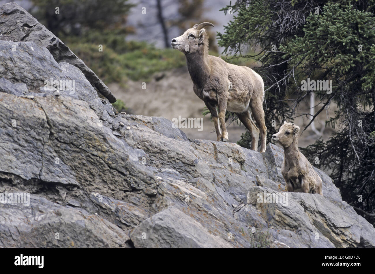 Bighorn Schafe Schaf und Lamm stehen in einem Felsen Stockfoto