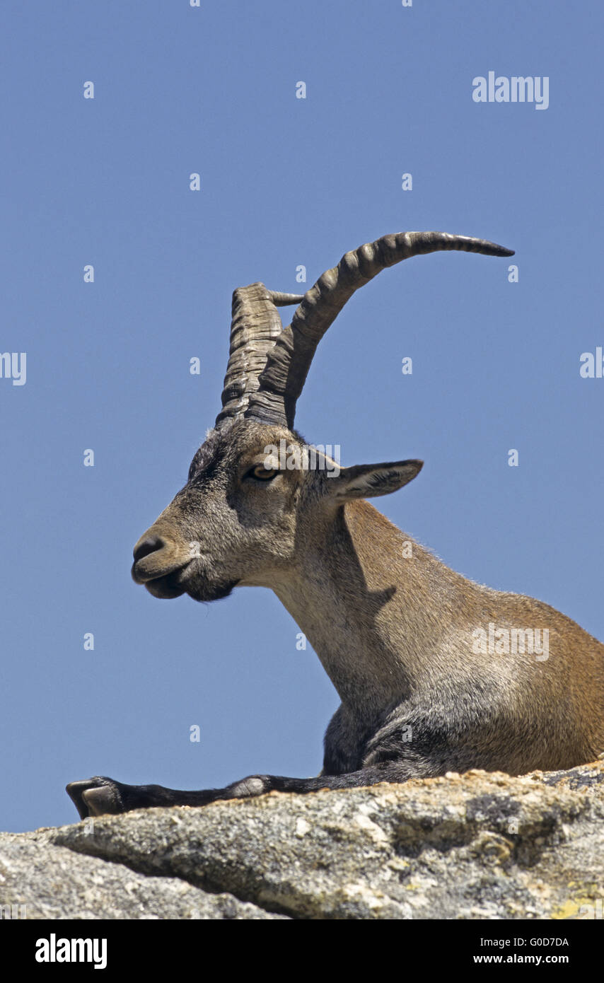 Iberischer Steinbock Bock ruht auf einem Abri Stockfoto