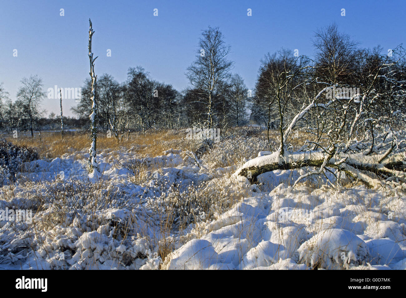 Silber-Birken in einem Schnee-bedeckten Moorlandschaft Stockfoto