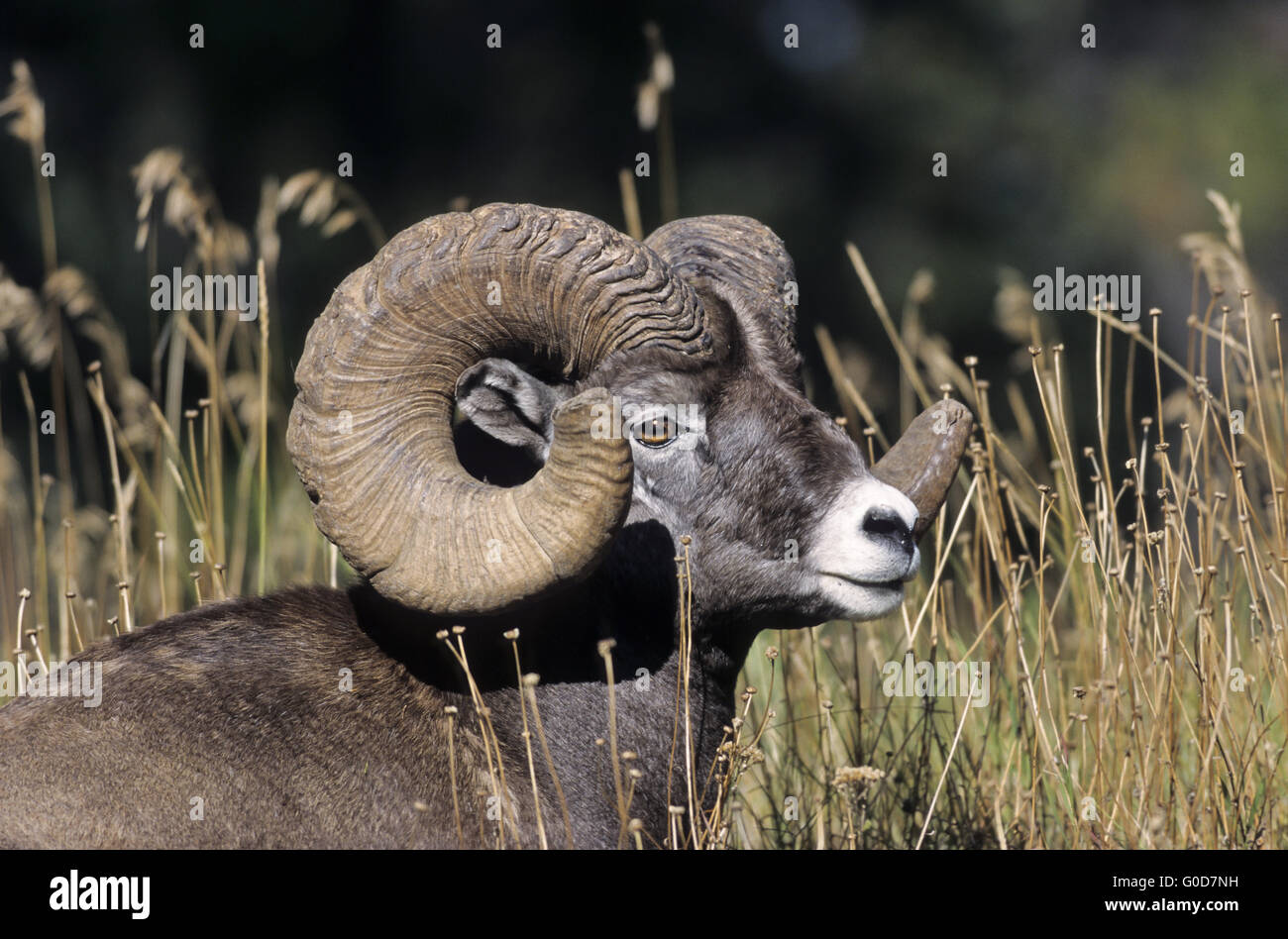 Porträt eines Widders Bighorn Sheep Stockfoto