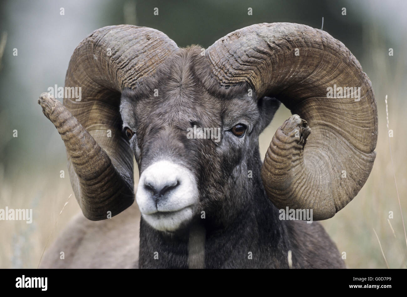 Porträt eines Widders Bighorn Sheep Stockfoto