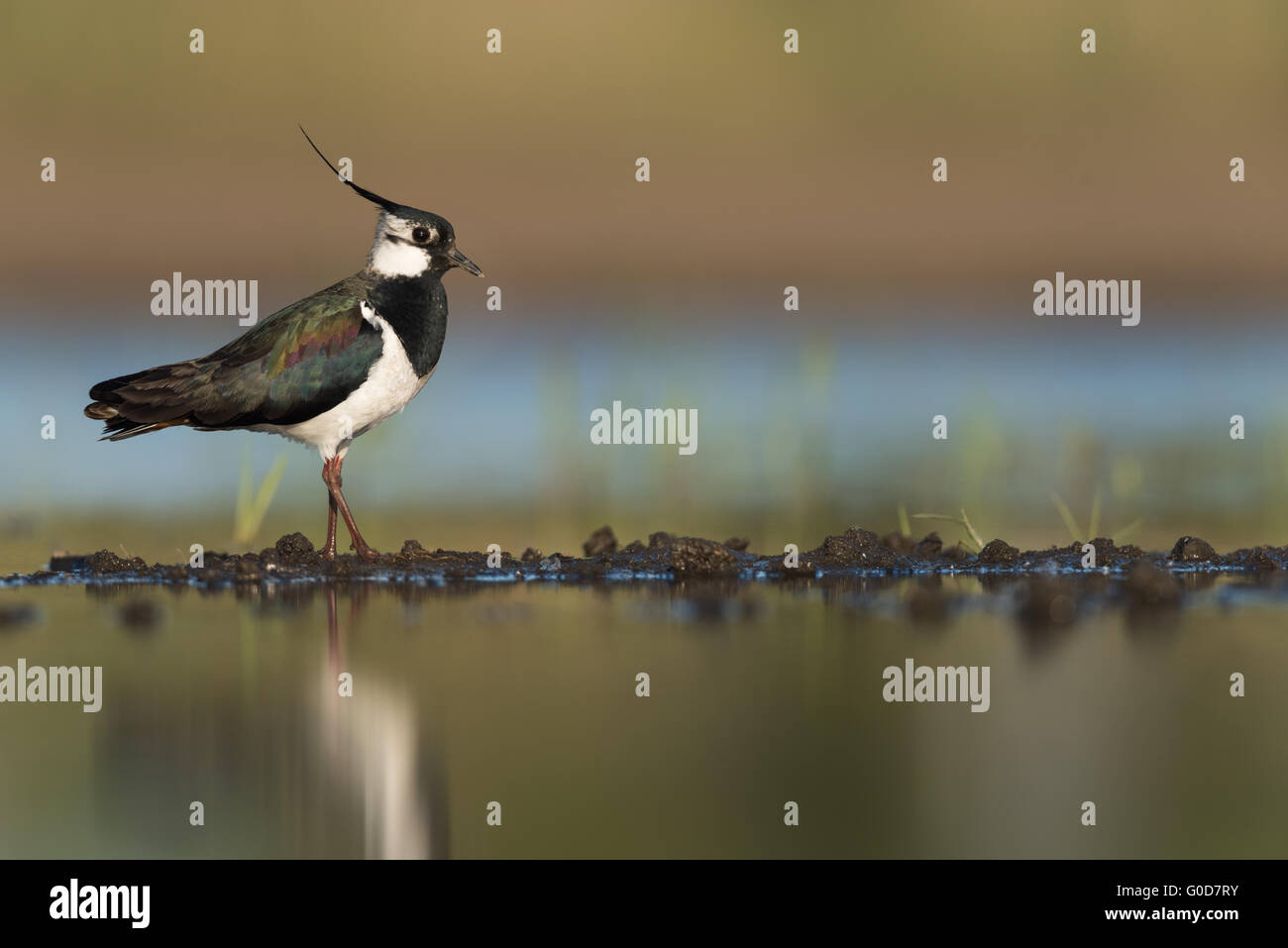 Nördlichen Kiebitz Ungarn Stockfoto