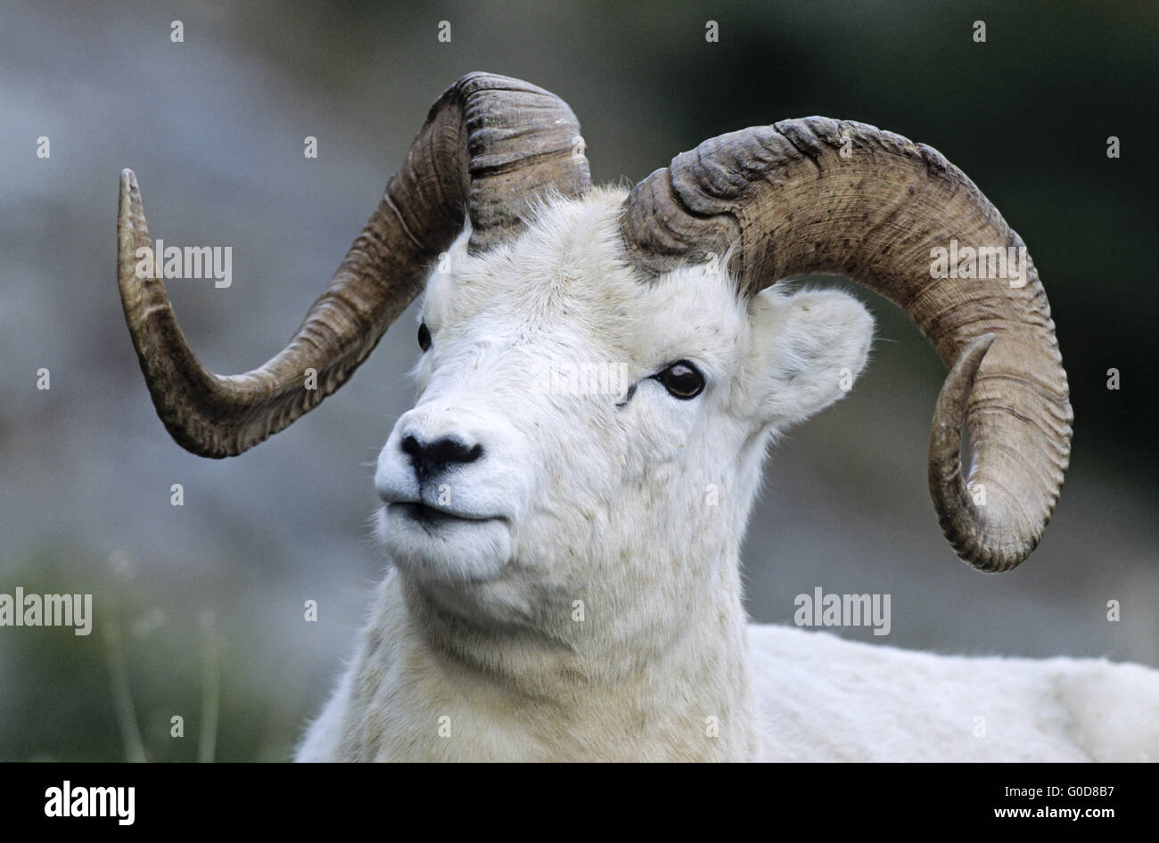 Porträt eines Widders Dall-Schafe Stockfoto