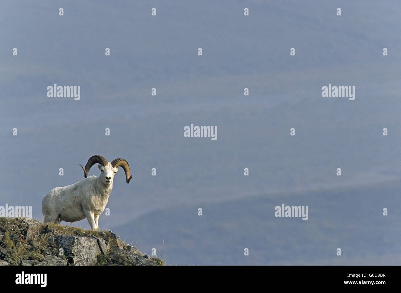 Dall Schafe Ram steht auf einem Abri Stockfoto