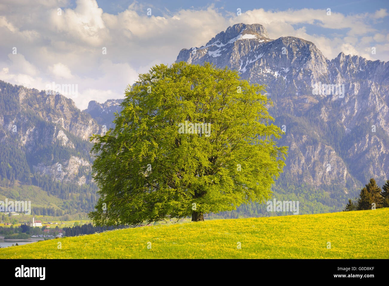 einzelne große alte Buche im Frühling Stockfoto