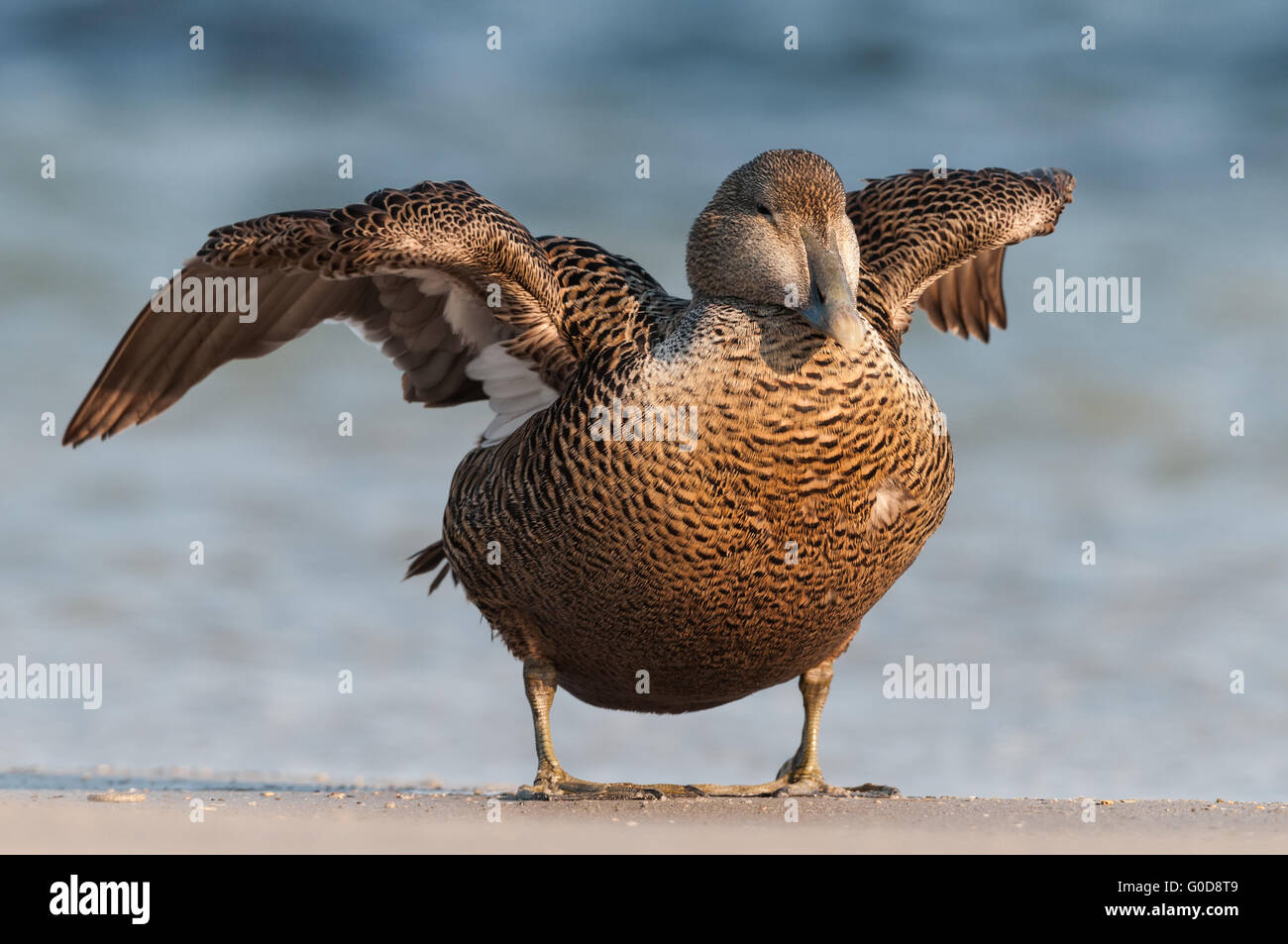 Gemeinsamen Eider Helgoland Stockfoto