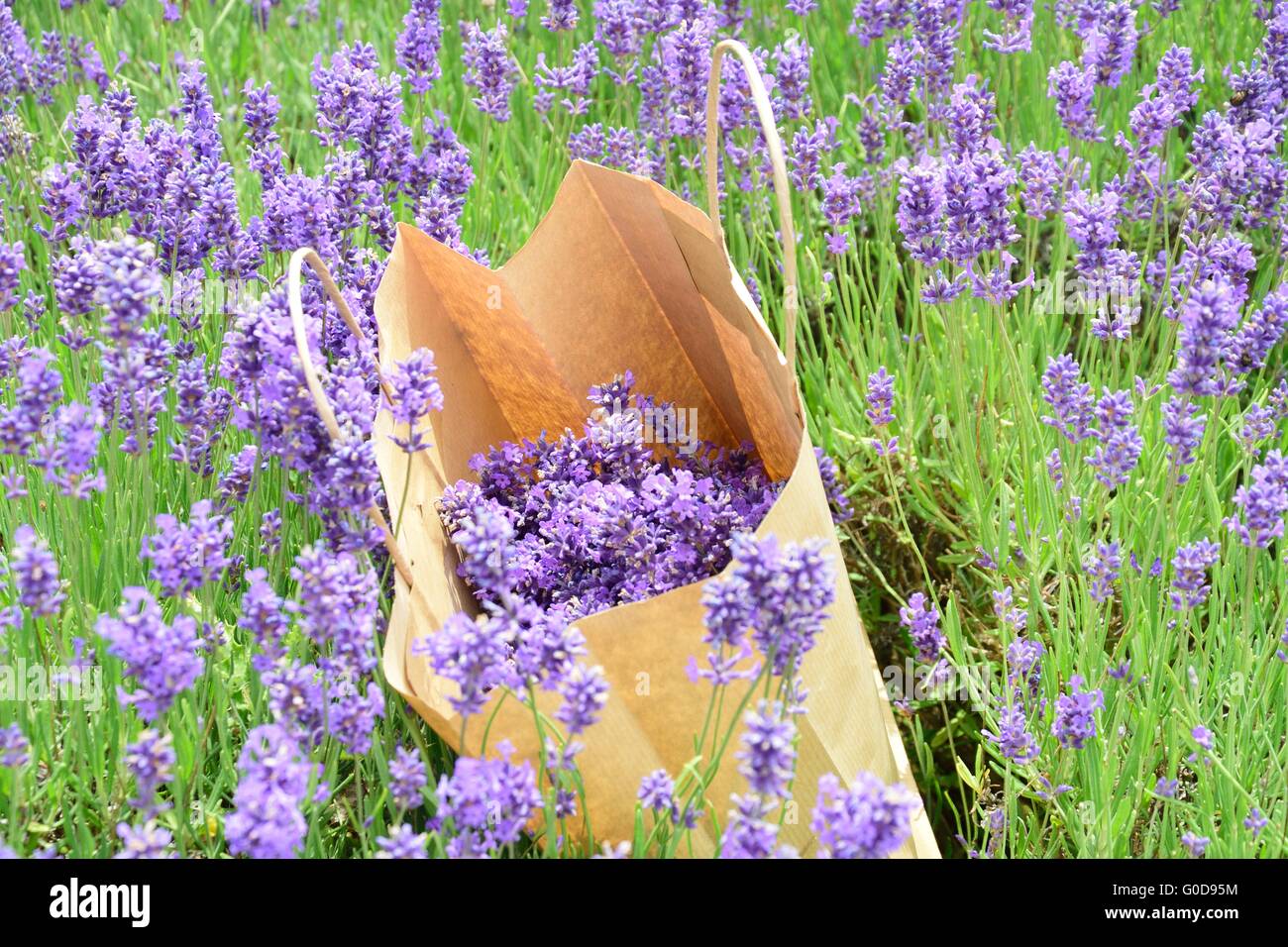 Lavendel in Papiertüte Stockfoto