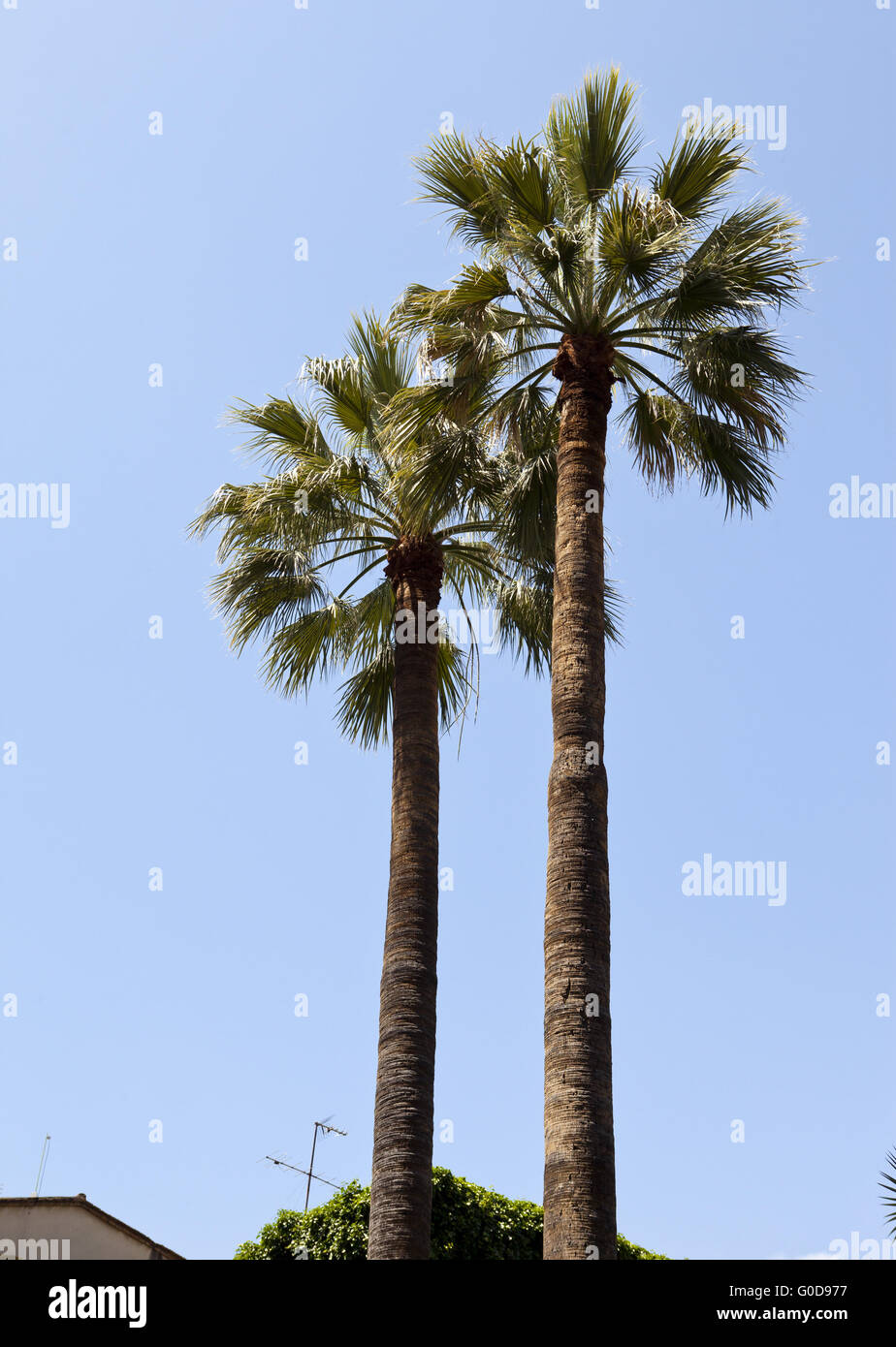 Zwei Palmen im Hintergrund des blauen Himmels Stockfoto