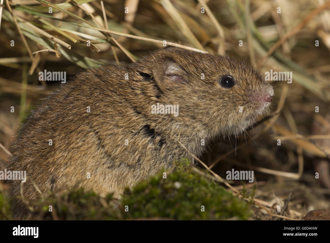 Gemeinsamen Wühlmaus Stockfoto