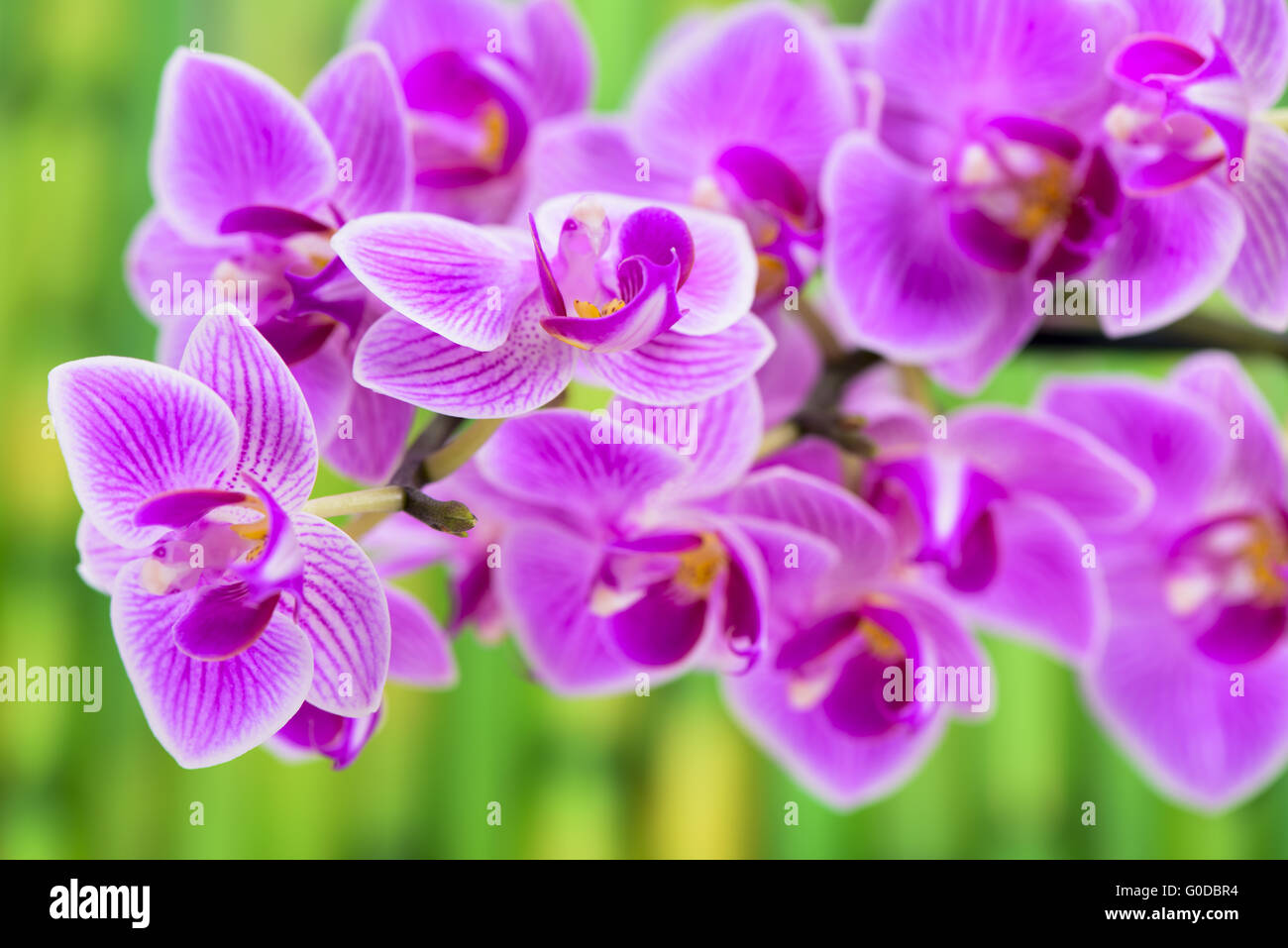 Japanischer Zen-Garten mit Orchidee Stockfoto