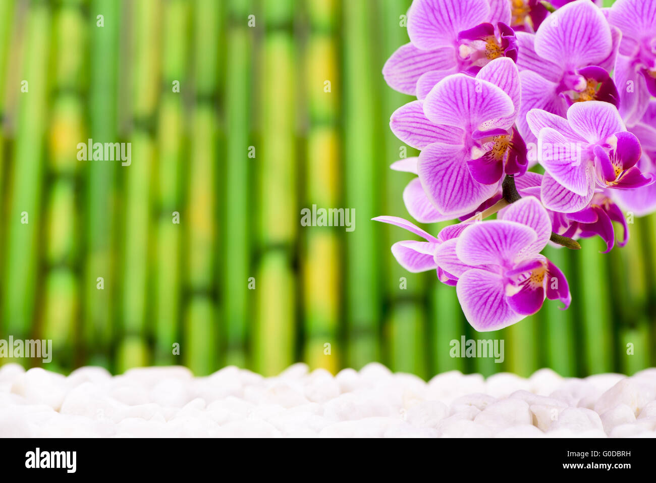 Orchidee Blume mit Bambus Stockfoto