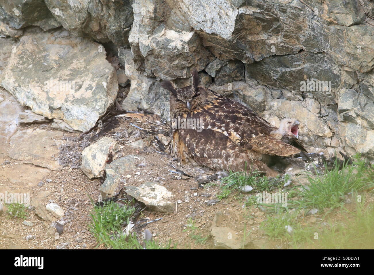 Tierbabys Tierbabies Stockfotos Und Bilder Kaufen Alamy