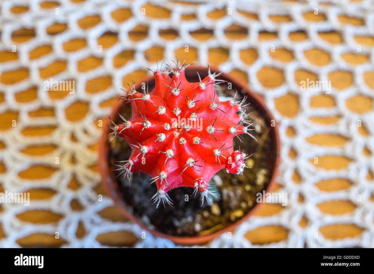 Roter Kaktus im Topf. Gymnocalycium Mihanovichii (roter Kaktus  Stockfotografie - Alamy