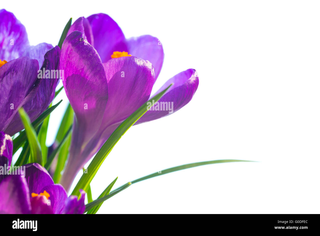 Erste Frühlingsblumen - Bouquet von Violette Krokusse Stockfoto