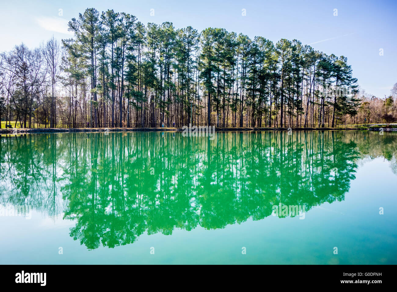Evergreens, die in einem Teich im Frühjahr auf eine Sonne reflektieren Stockfoto