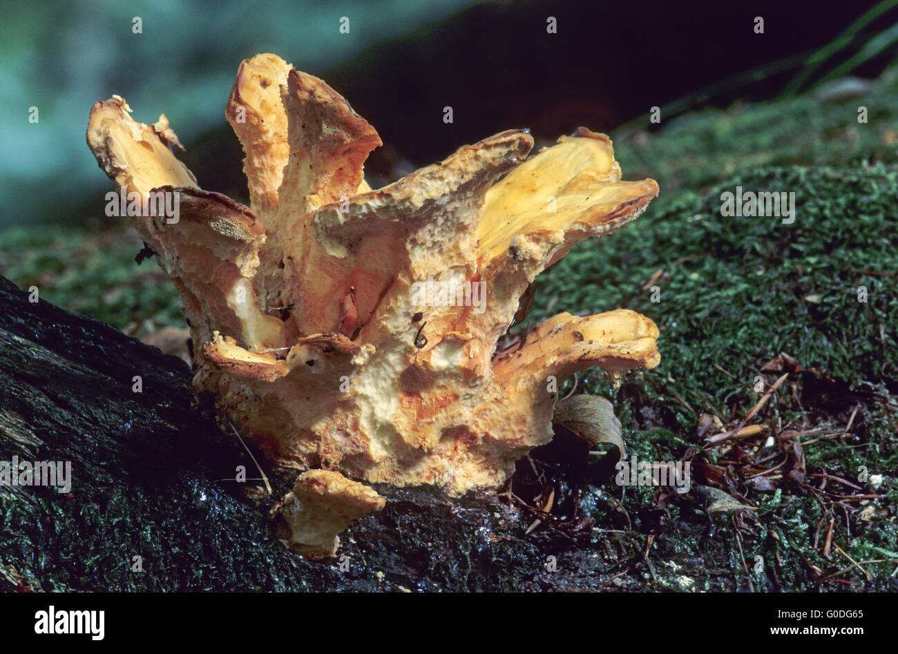 Schwefel Polypore teilweise aus Schnecken gegessen Stockfoto