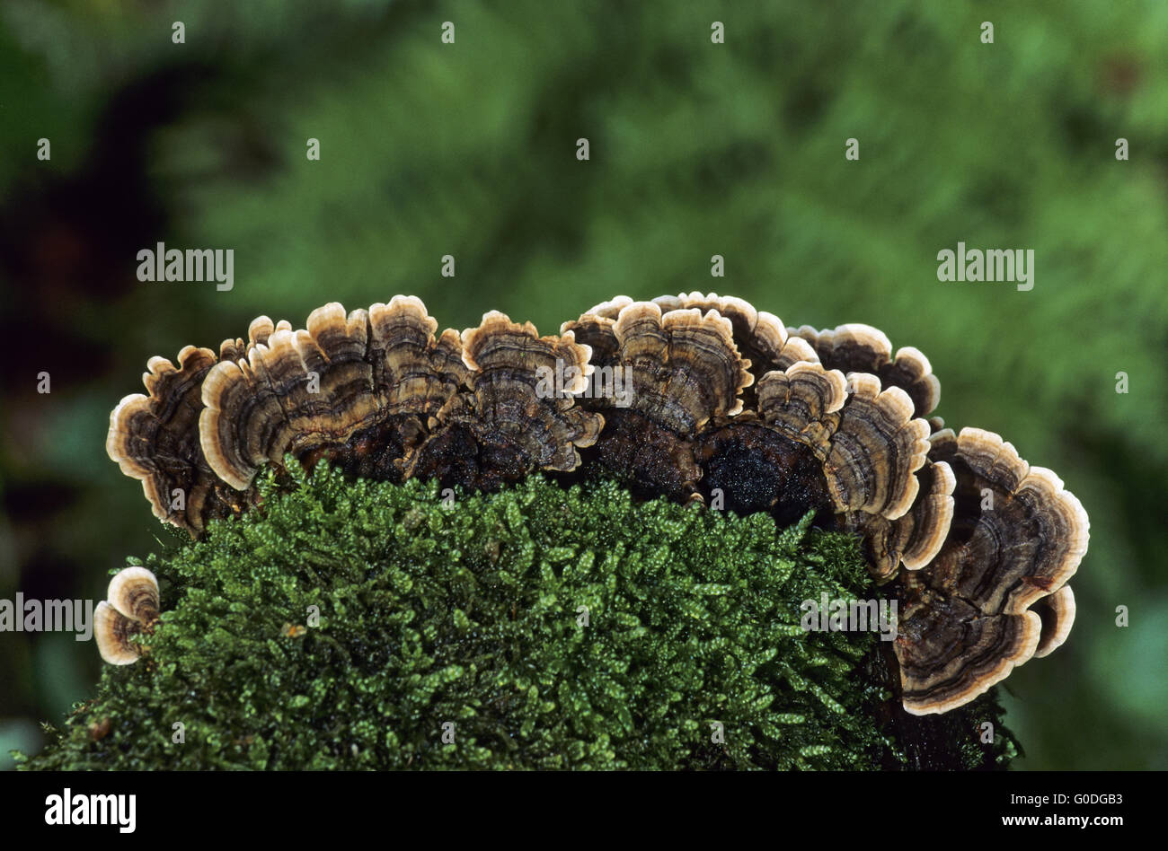 Türkei-Tail an einem moosigen Baumstamm Stockfoto