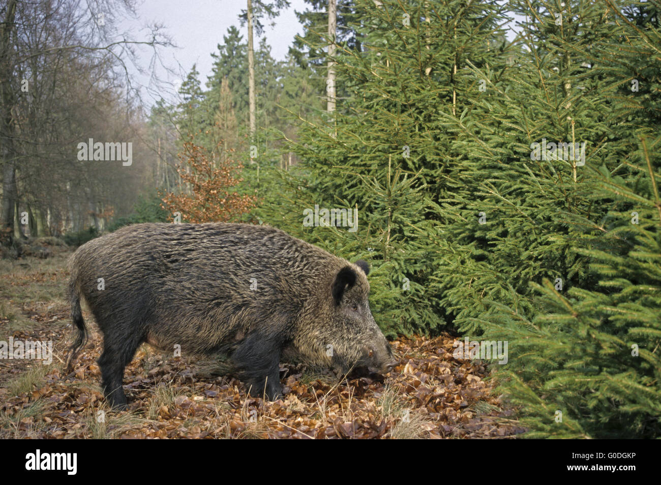 Wildschwein-Sau sucht Nahrung an einem Waldrand Stockfoto