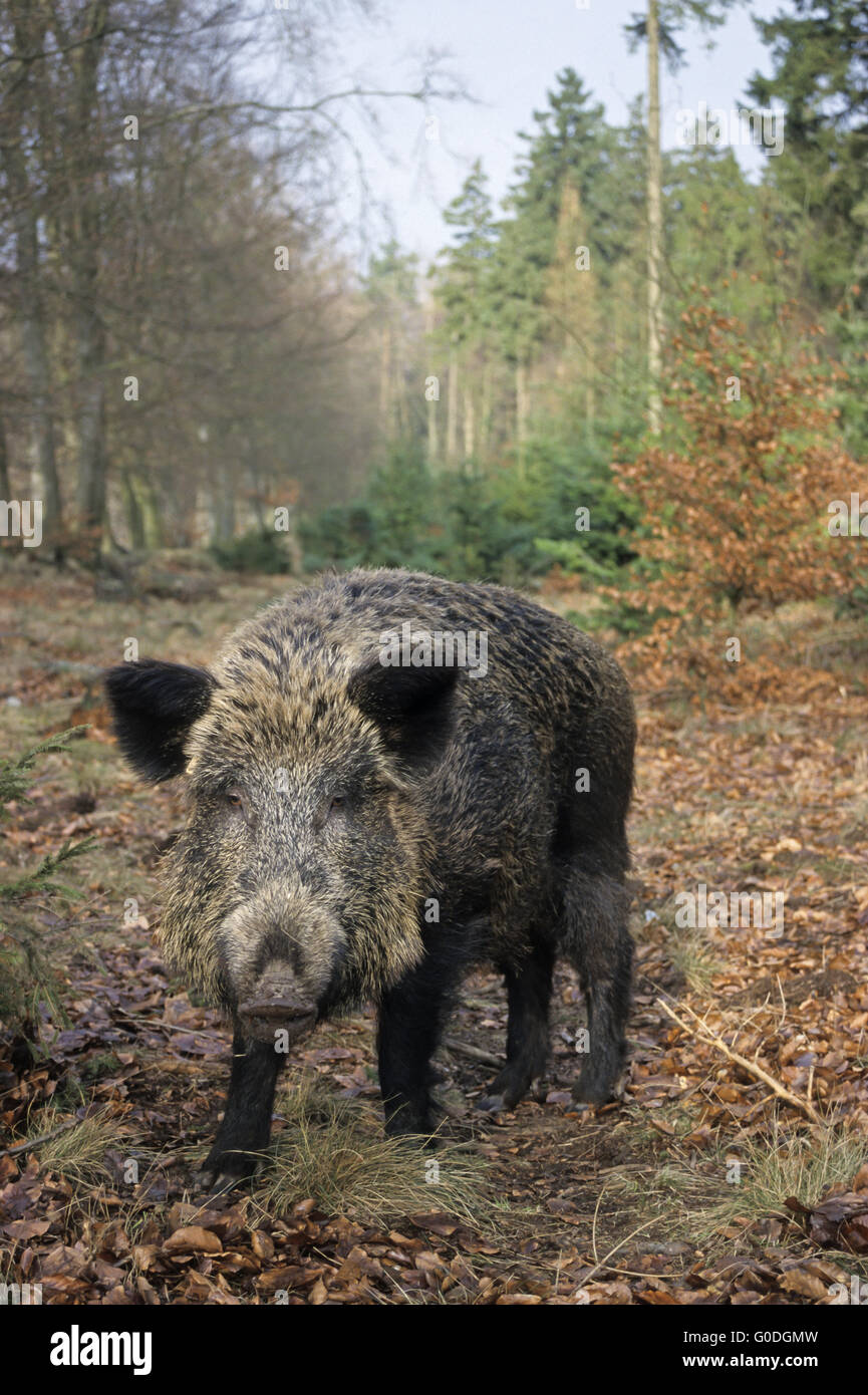 Wildschwein-Sau sucht Nahrung an einem Waldrand Stockfoto