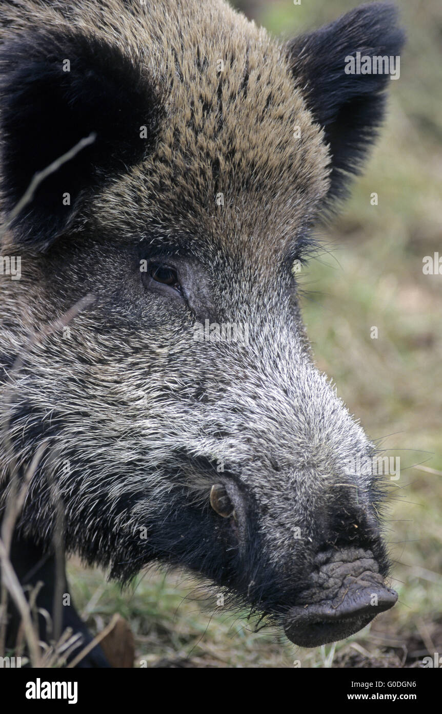 Wildschwein Keiler Porträt Stockfoto