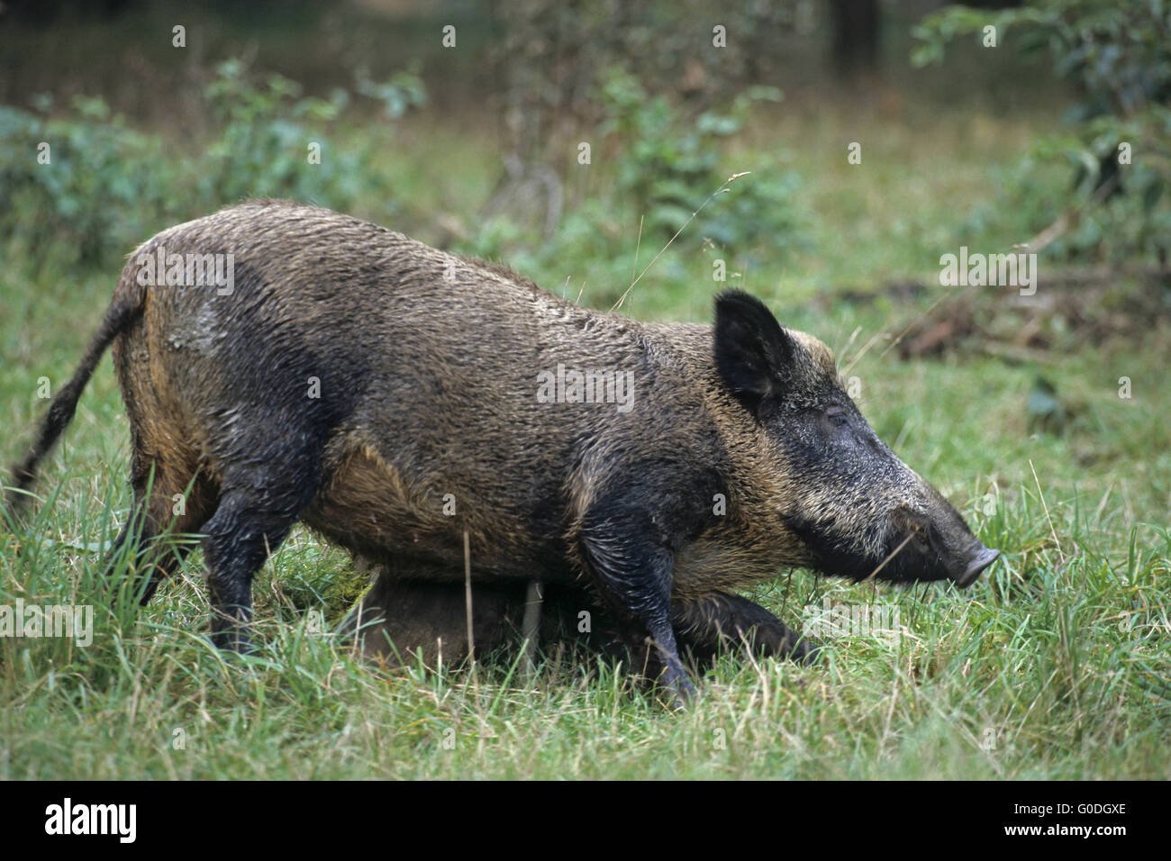 Wildschwein säen Scrubbs ihres Körpers auf eine Fichte Stamm Stockfoto