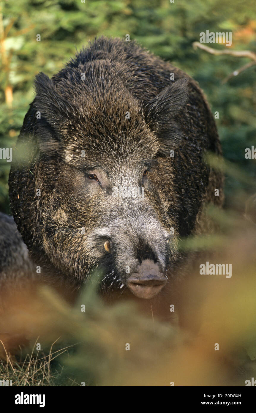 Wildschwein Keiler und Sau in der Brutzeit Stockfotografie - Alamy