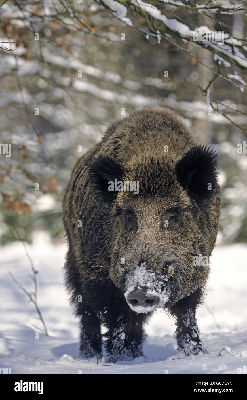 Eis Schweine Stockfotos und -bilder Kaufen - Alamy