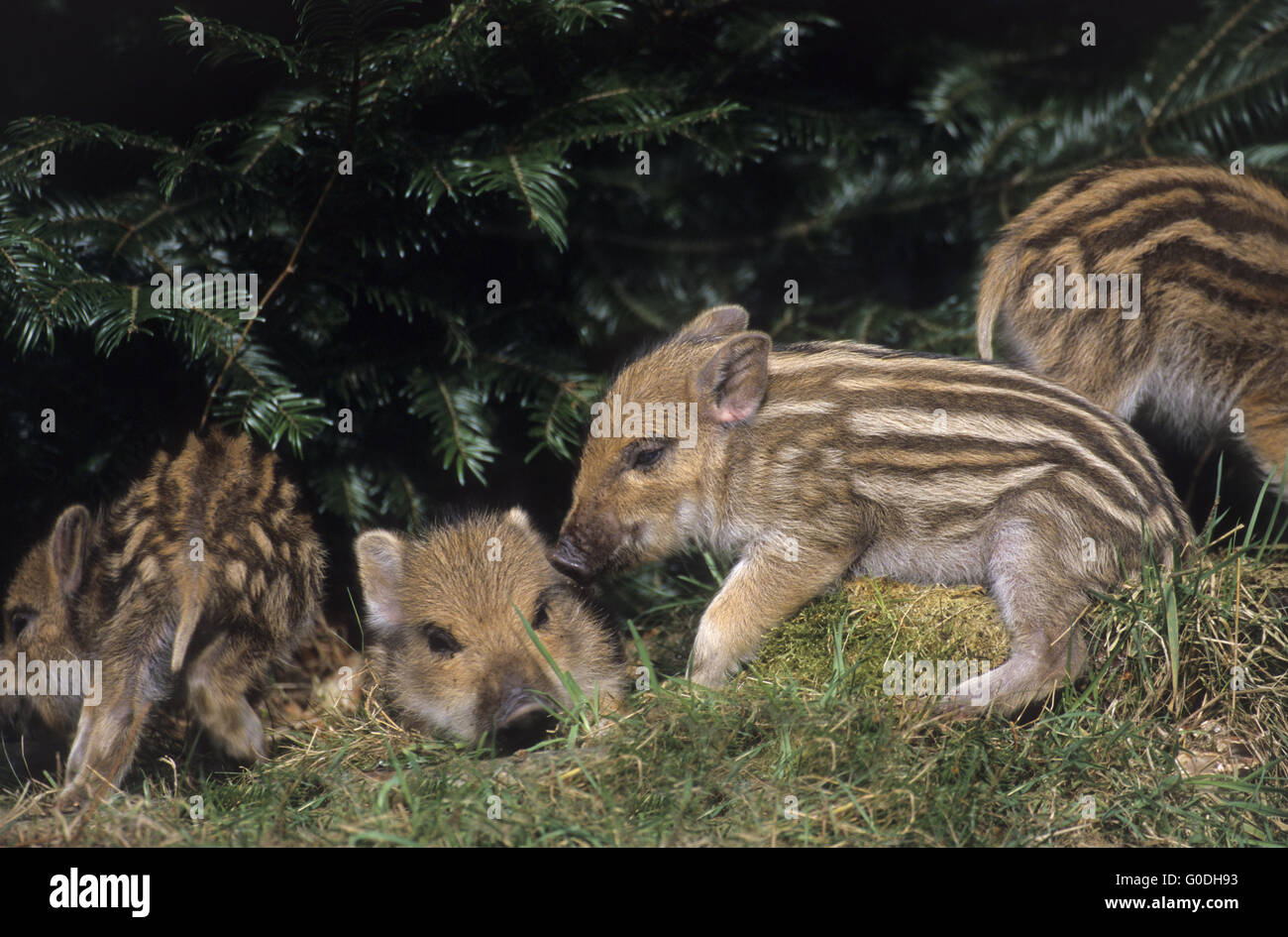 Wildschwein hatte erforschen ihre Umgebung Stockfoto