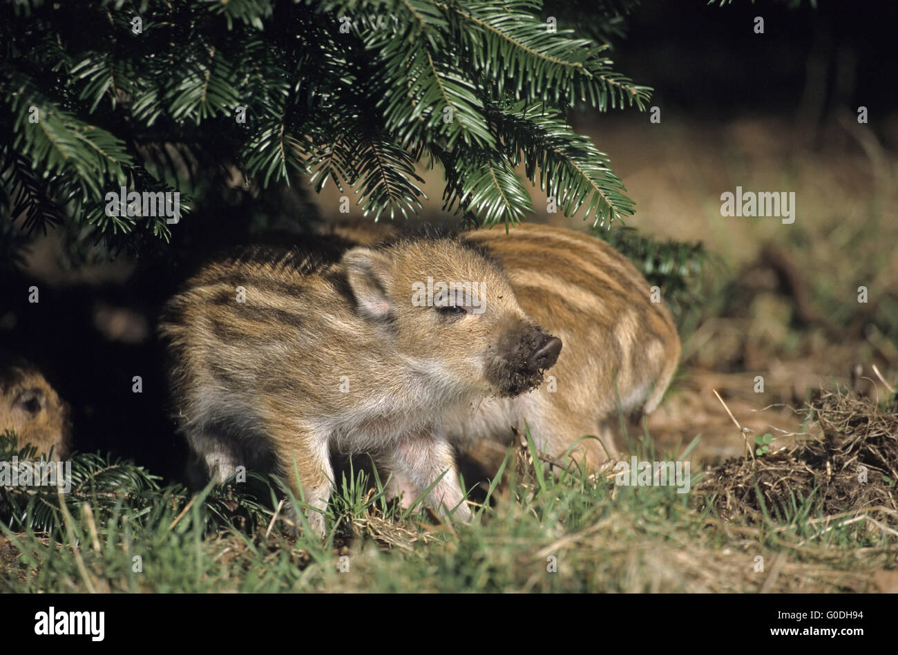 Wildschwein-Ferkel finden Schutz unter Ästen Stockfoto