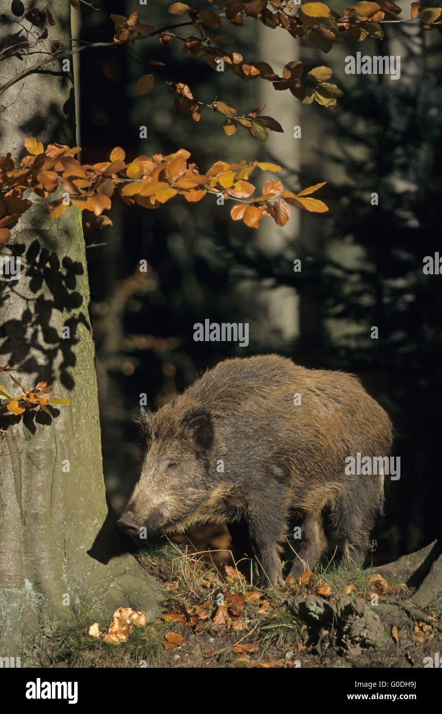Jung-Wildschwein am Waldrand Stockfoto