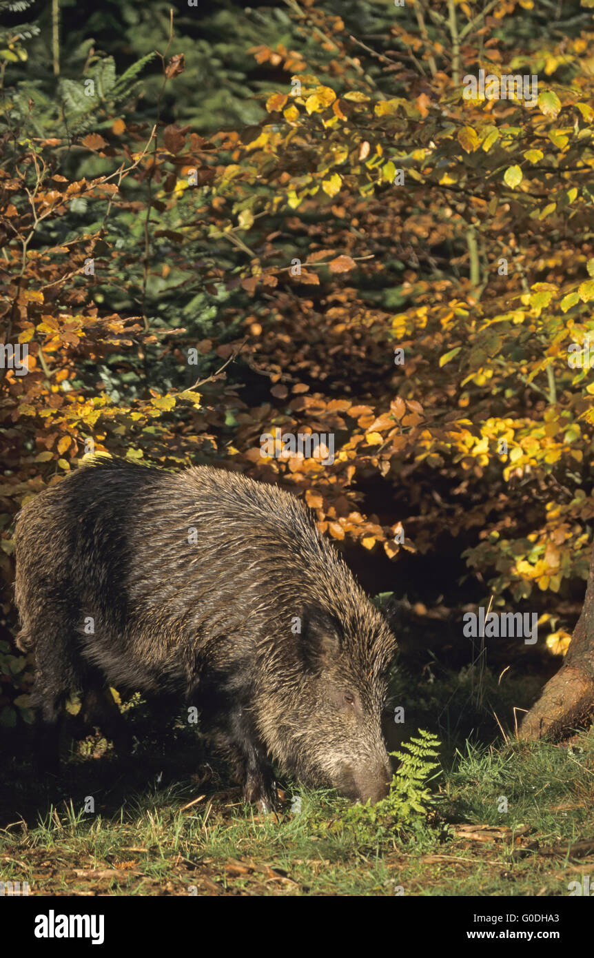 Jung-Wildschwein auf Nahrungssuche Stockfoto