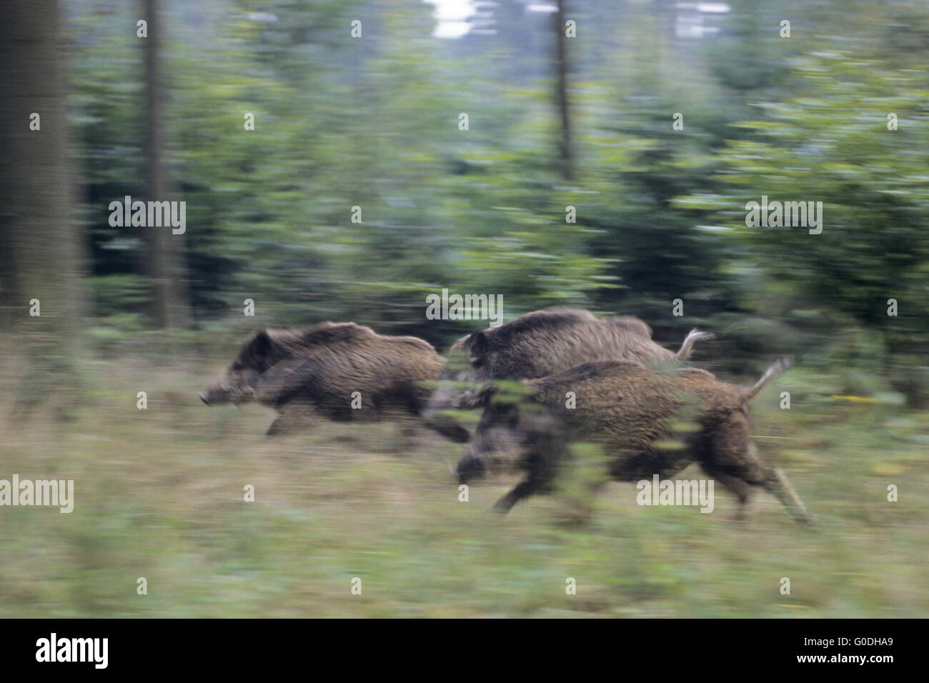 Junge Wildschweine laufen über einen Wald Stockfoto