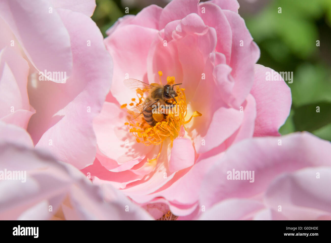 Biene auf Blüte Stempel Stockfoto