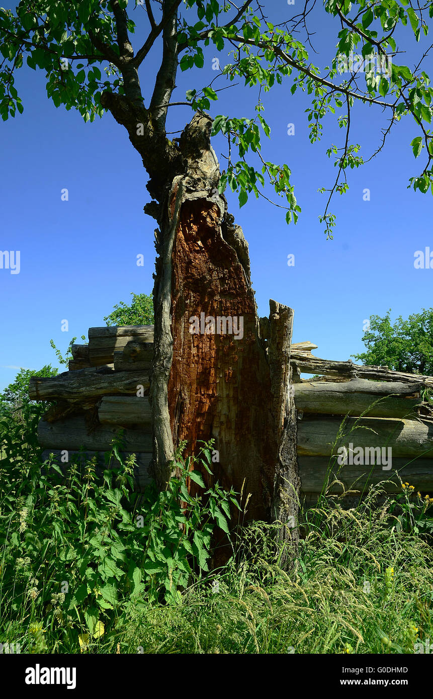 Baum; sterbenden Baum; Obstgarten; Kirschbaum; Stockfoto