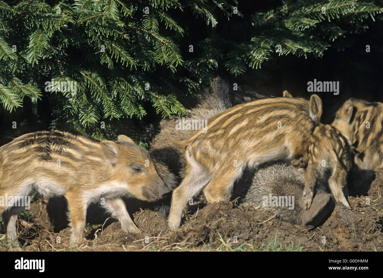 Wildschwein-Ferkel-Aufstieg über den schlafenden Damm Stockfoto