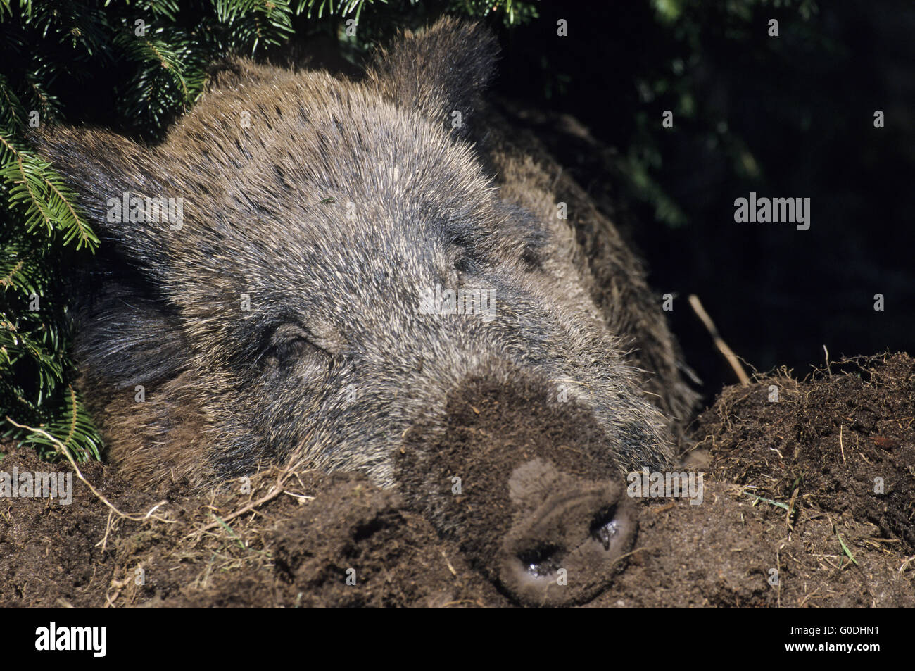 Wildschwein Sau Porträt während des Schlafes Stockfoto