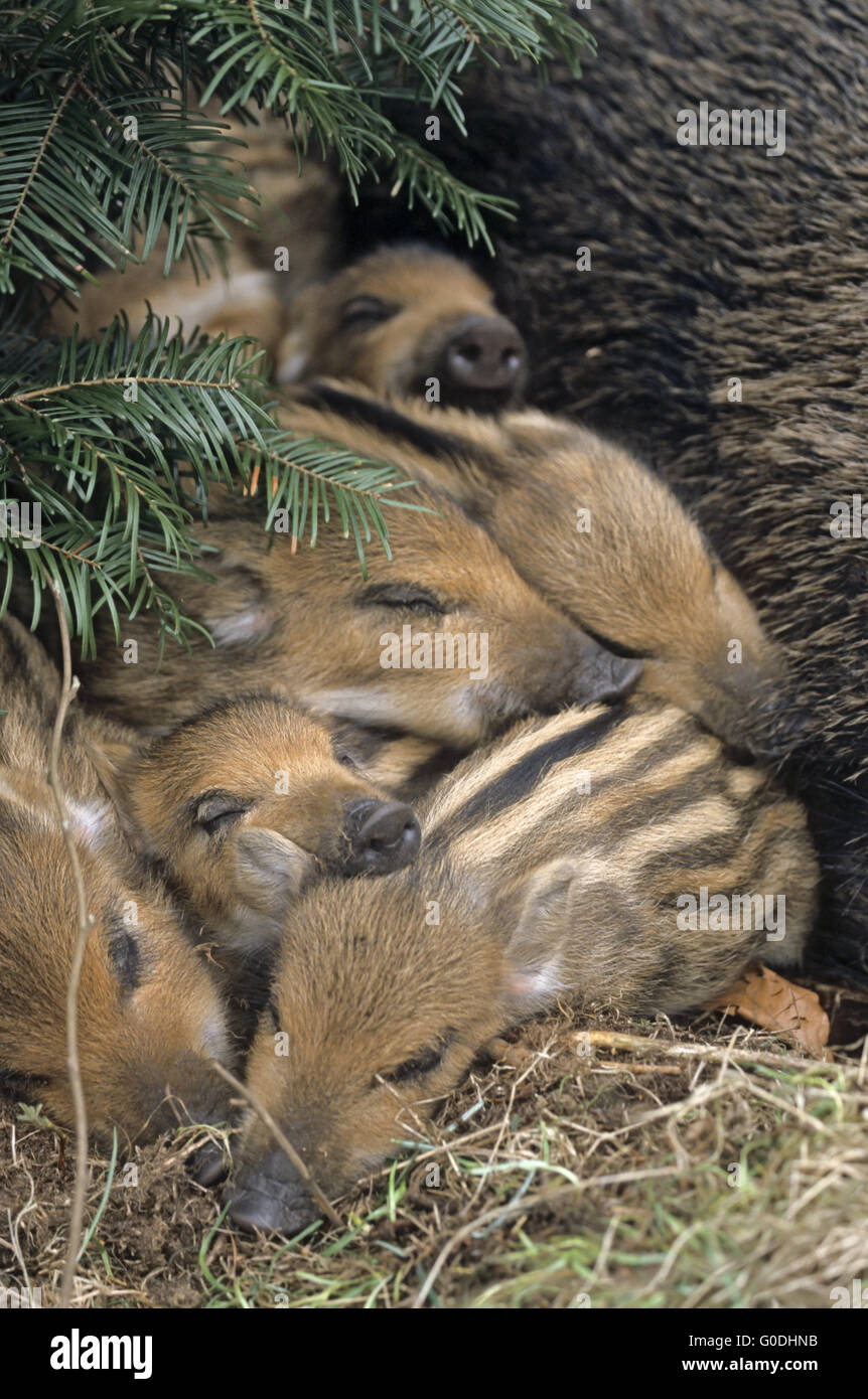 Wildschwein-Sau und Ferkel liegen dicht beieinander Stockfoto