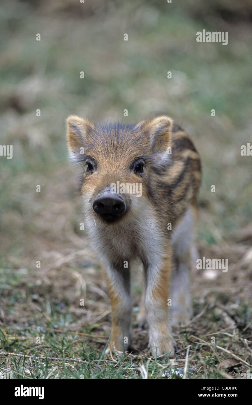 Wildschwein, die Ferkel beobachtet aufmerksam den Fotografen Stockfoto